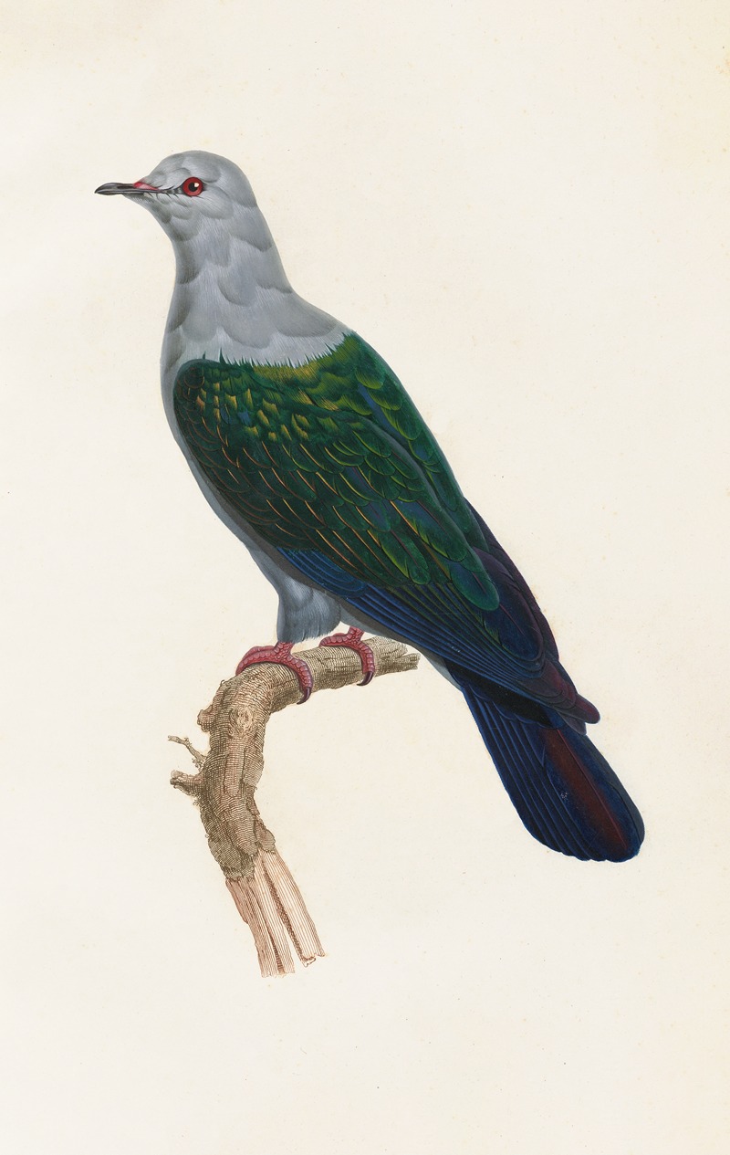 Les pigeons Pl.15 by Coenraad Jacob Temminck, 1808 — digital art print download