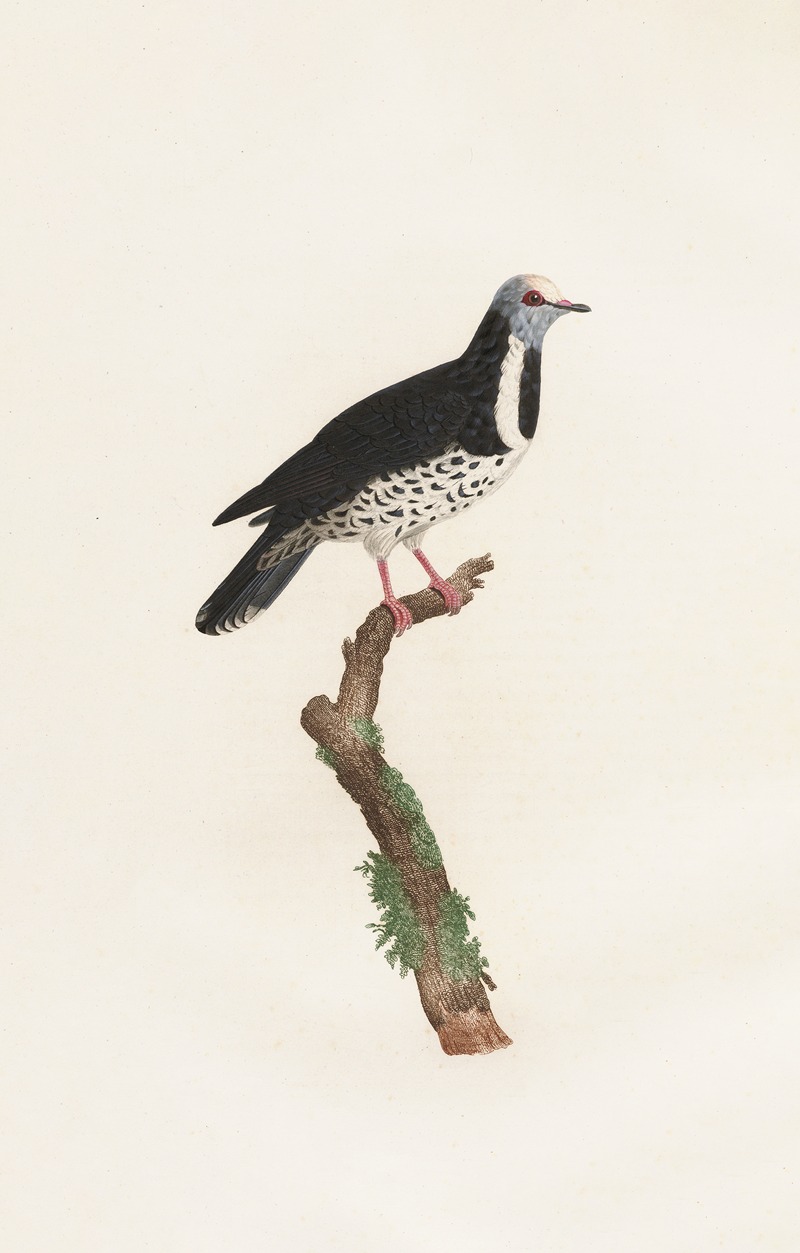 Les pigeons Pl.17 by Coenraad Jacob Temminck, 1808 — digital art print download