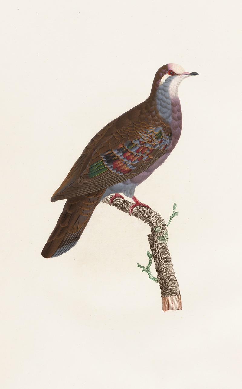 Les pigeons Pl.19 by Coenraad Jacob Temminck, 1808 — digital art print download