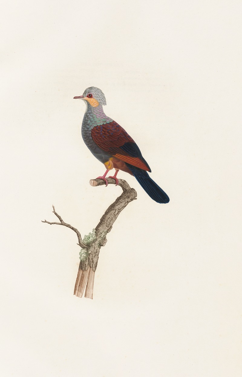 Les pigeons Pl.20 by Coenraad Jacob Temminck, 1808 — digital art print download