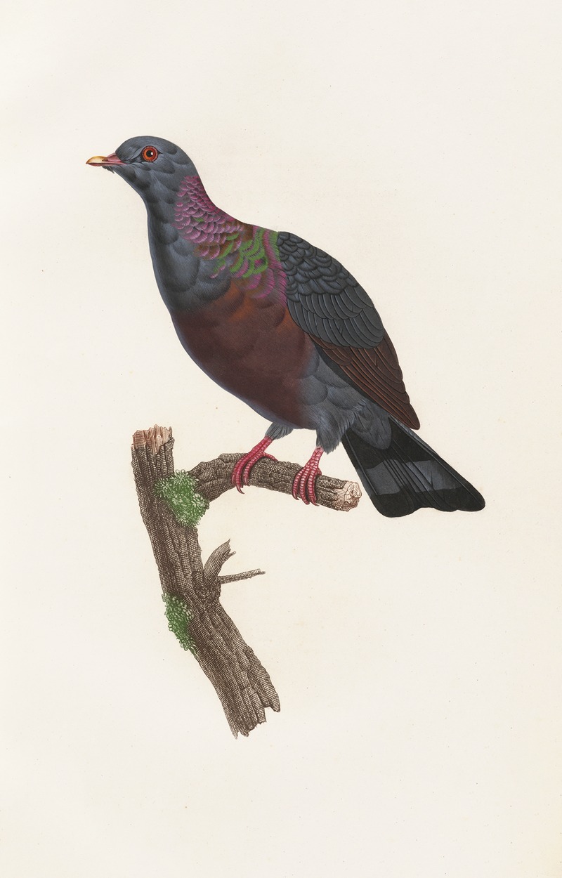 Les pigeons Pl.21 by Coenraad Jacob Temminck, 1808 — digital art print download