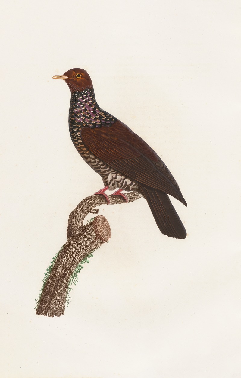 Les pigeons Pl.25 by Coenraad Jacob Temminck, 1808 — digital art print download