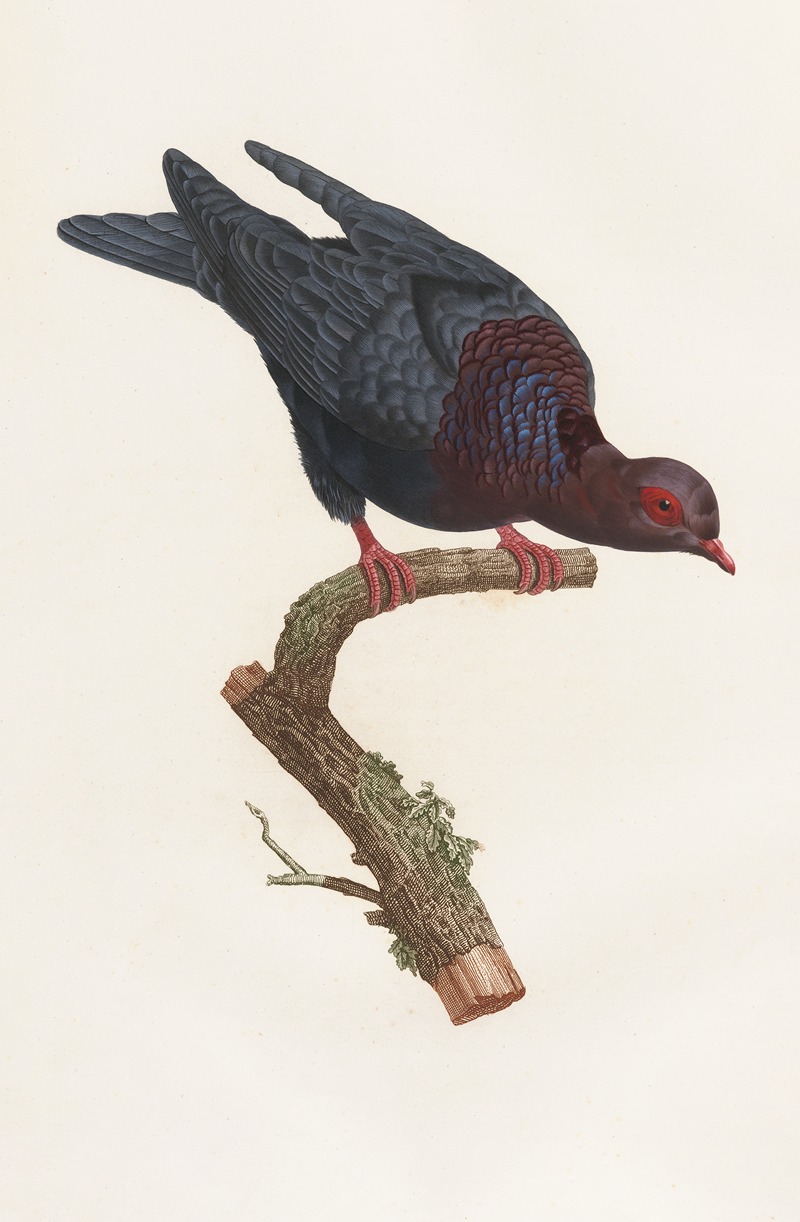 Les pigeons Pl.26 by Coenraad Jacob Temminck, 1808 — digital art print download