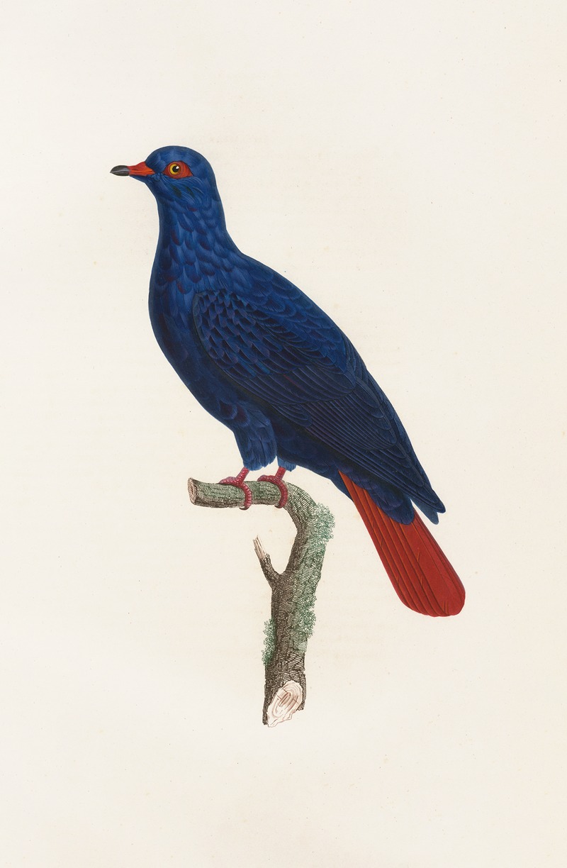 Les pigeons Pl.28 by Coenraad Jacob Temminck, 1808 — digital art print download
