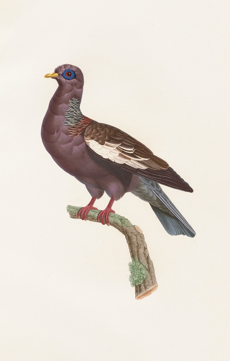 Les pigeons Pl.29 by Coenraad Jacob Temminck, 1808 — digital art print download