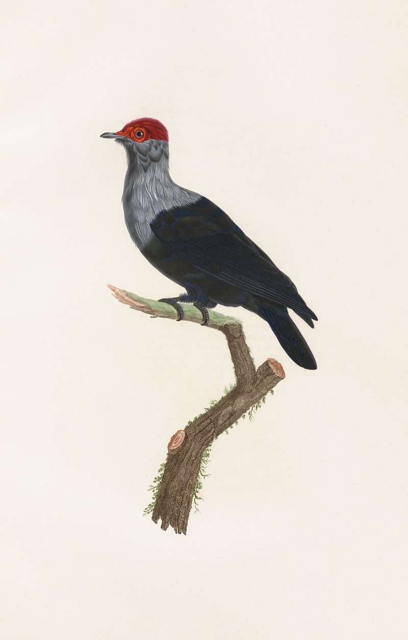 Les pigeons Pl.31 by Coenraad Jacob Temminck, 1808 — digital art print download