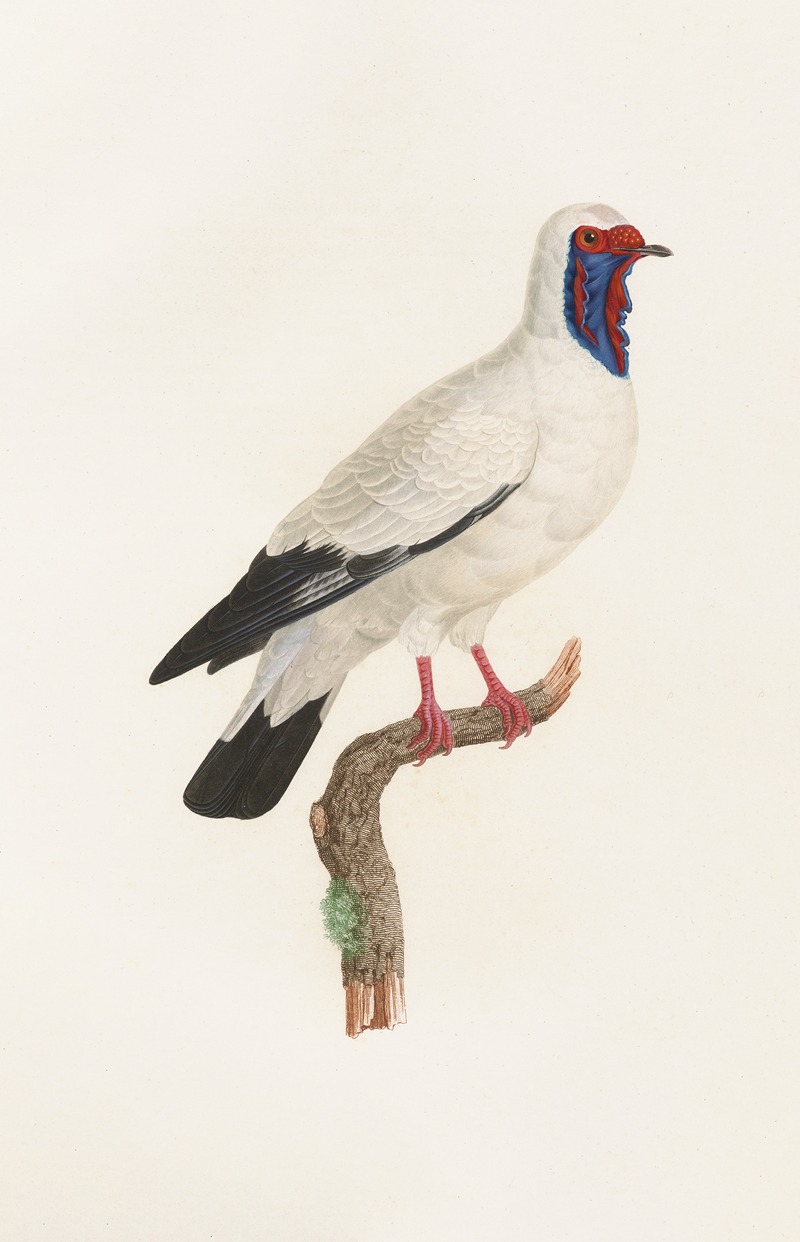 Les pigeons Pl.32 by Coenraad Jacob Temminck, 1808 — digital art print download