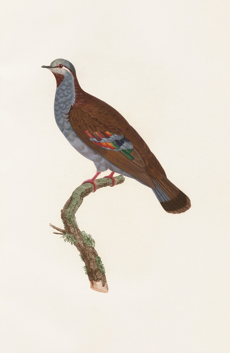 Les pigeons Pl.33 by Coenraad Jacob Temminck, 1808 — digital art print download