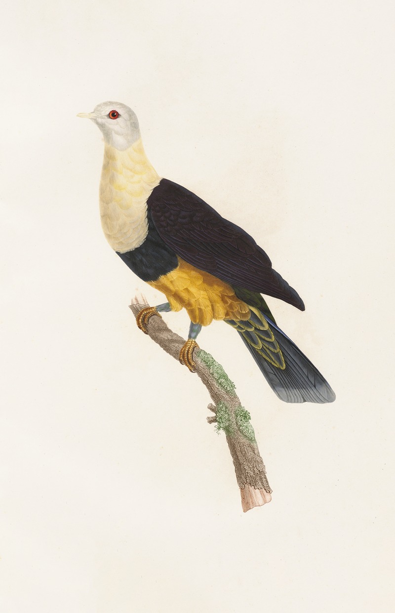 Les pigeons Pl.34 by Coenraad Jacob Temminck, 1808 — digital art print download