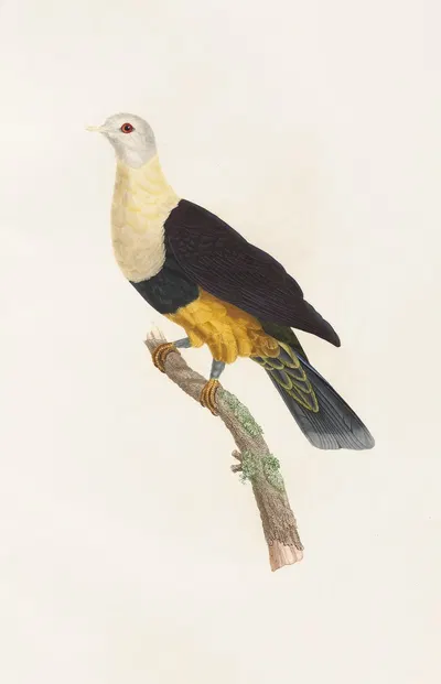 Les pigeons Pl.34 by Coenraad Jacob Temminck, 1808 — digital art print download