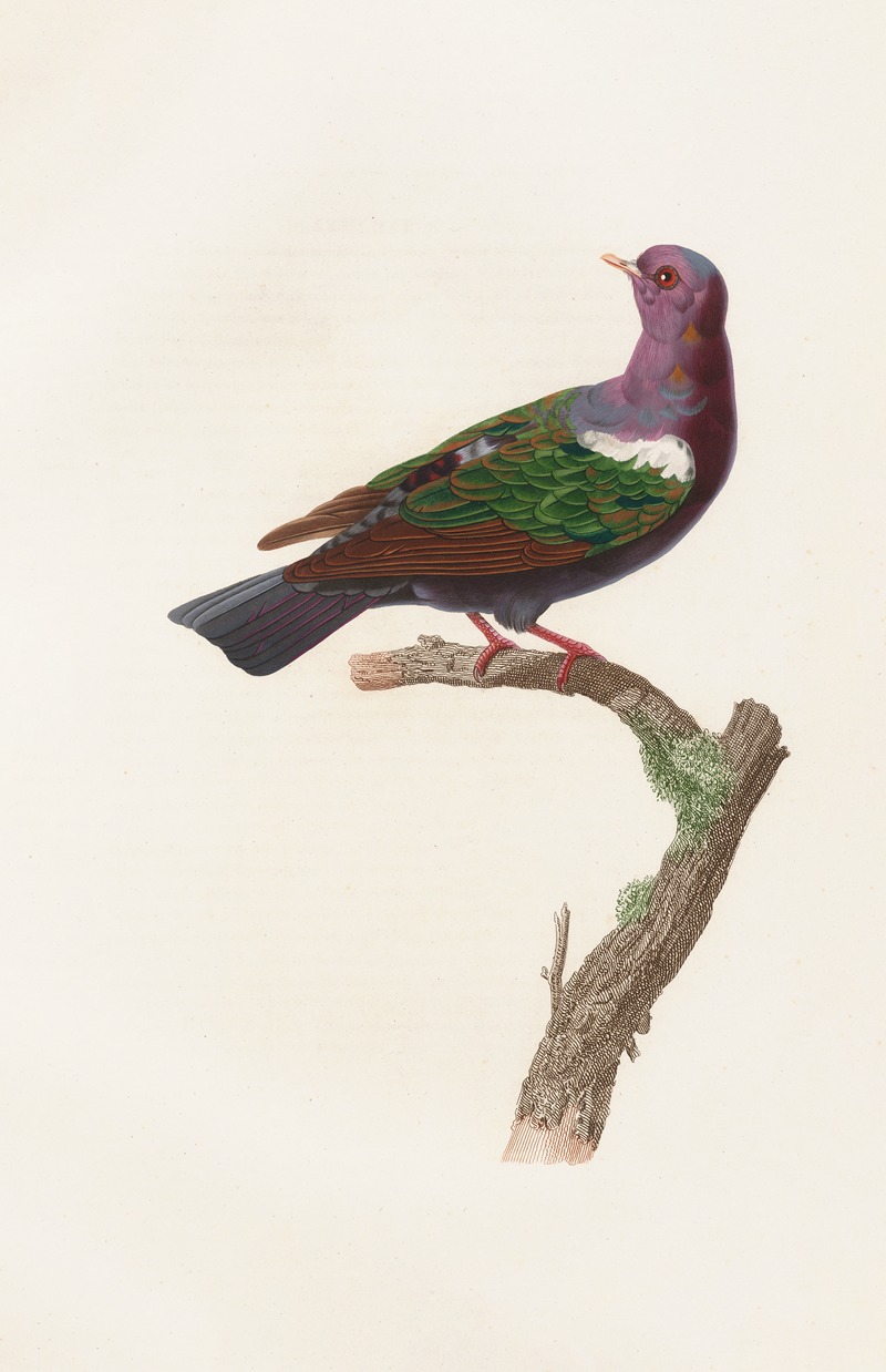 Les pigeons Pl.38 by Coenraad Jacob Temminck, 1808 — digital art print download