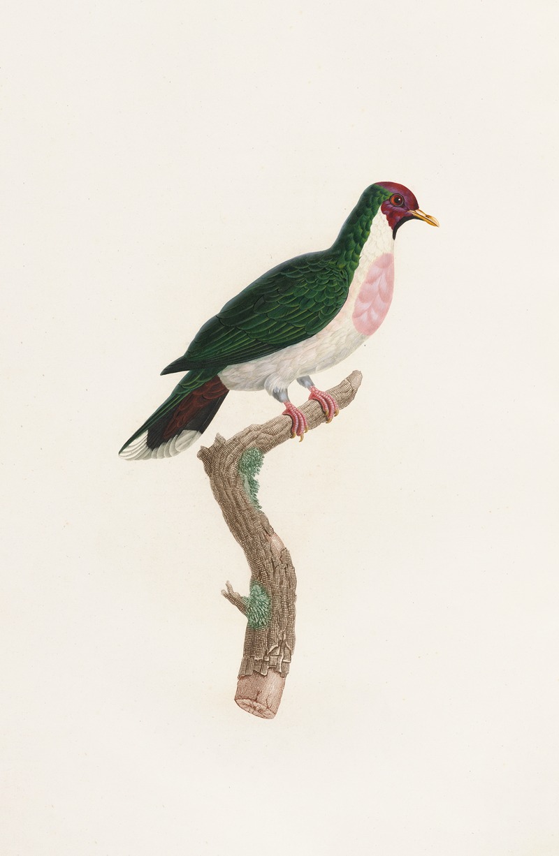 Les pigeons Pl.39 by Coenraad Jacob Temminck, 1808 — digital art print download