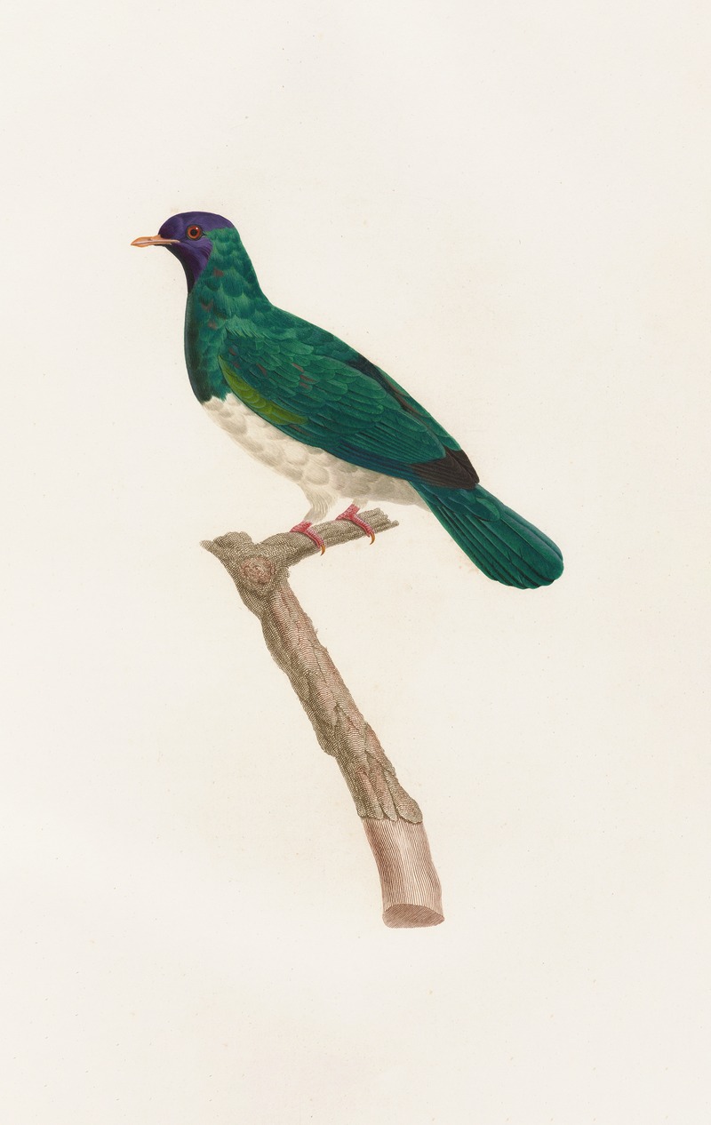 Les pigeons Pl.40 by Coenraad Jacob Temminck, 1808 — digital art print download