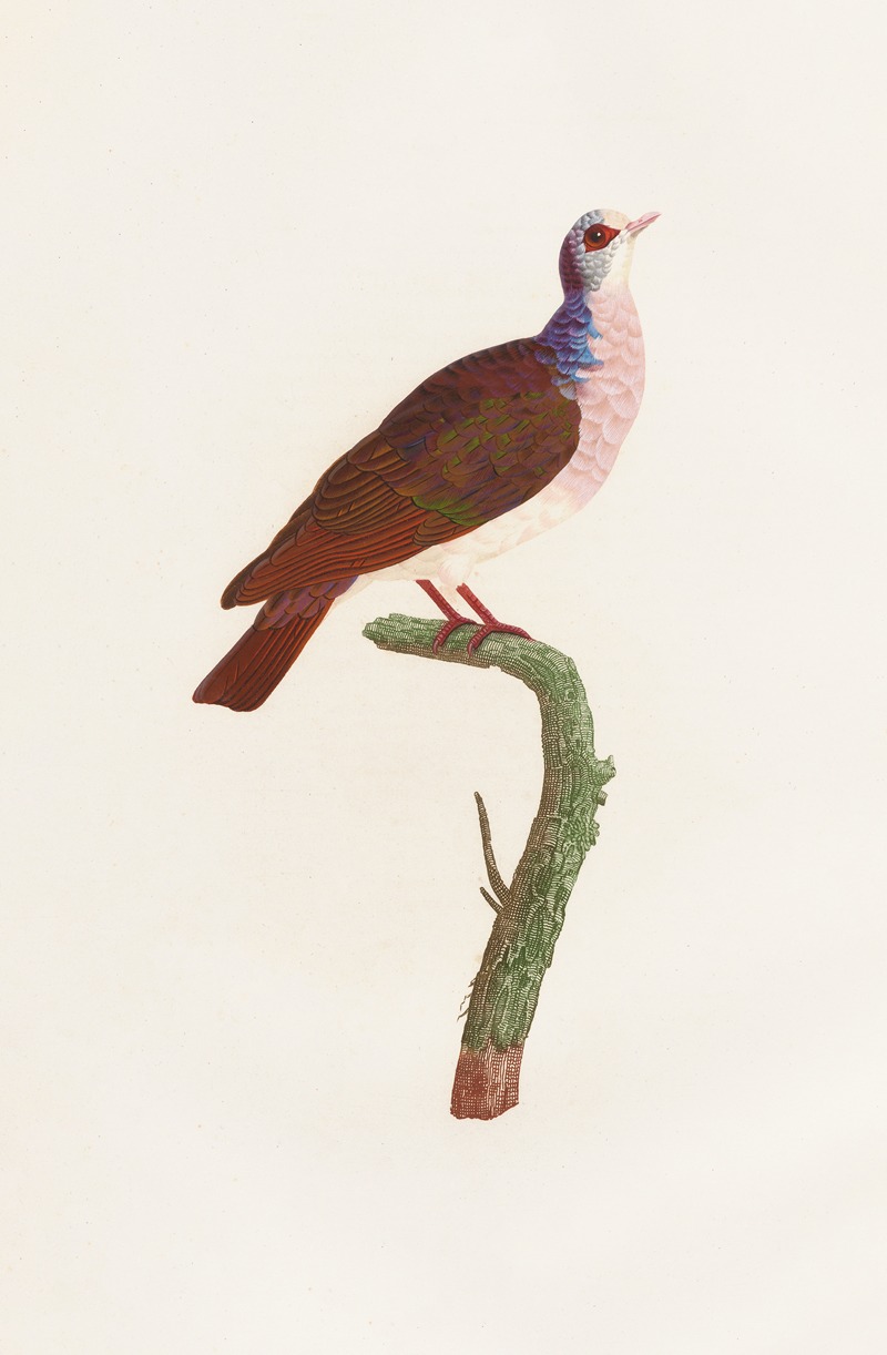 Les pigeons Pl.41 by Coenraad Jacob Temminck, 1808 — digital art print download