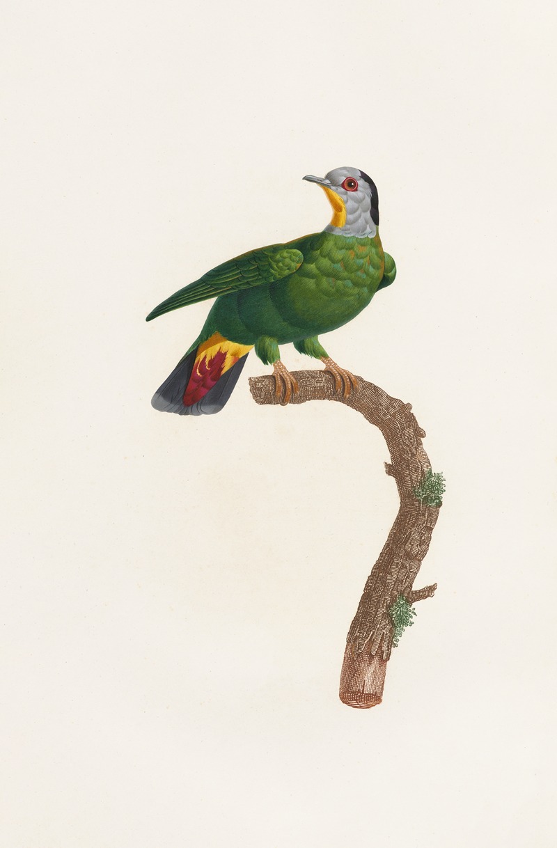 Les pigeons Pl.42 by Coenraad Jacob Temminck, 1808 — digital art print download