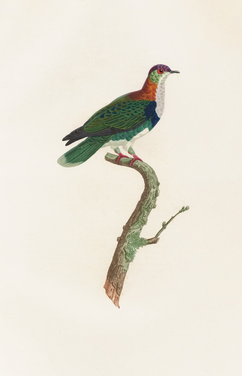 Les pigeons Pl.45 by Coenraad Jacob Temminck, 1808 — digital art print download