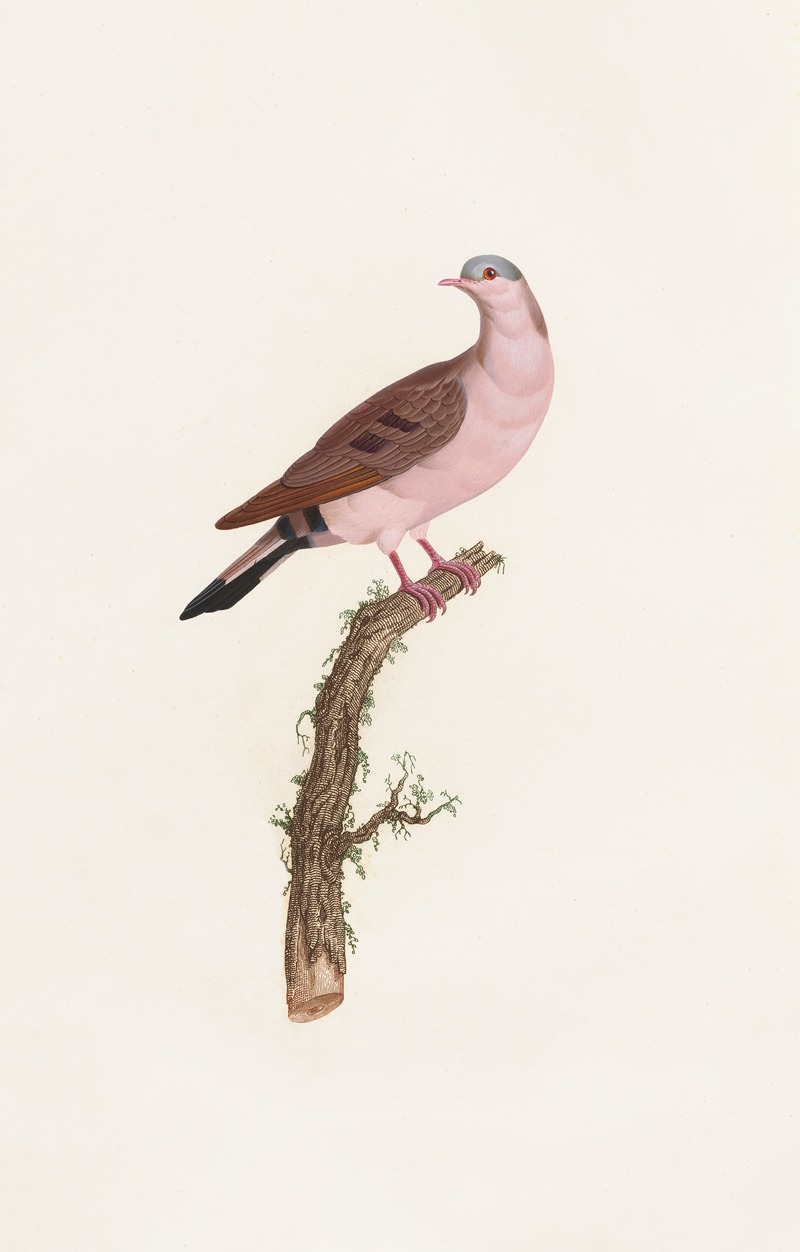 Les pigeons Pl.50 by Coenraad Jacob Temminck, 1808 — digital art print download