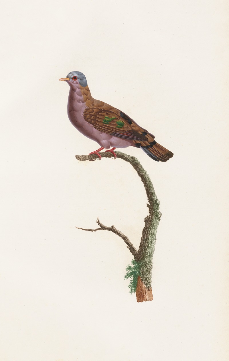 Les pigeons Pl.51 by Coenraad Jacob Temminck, 1808 — digital art print download