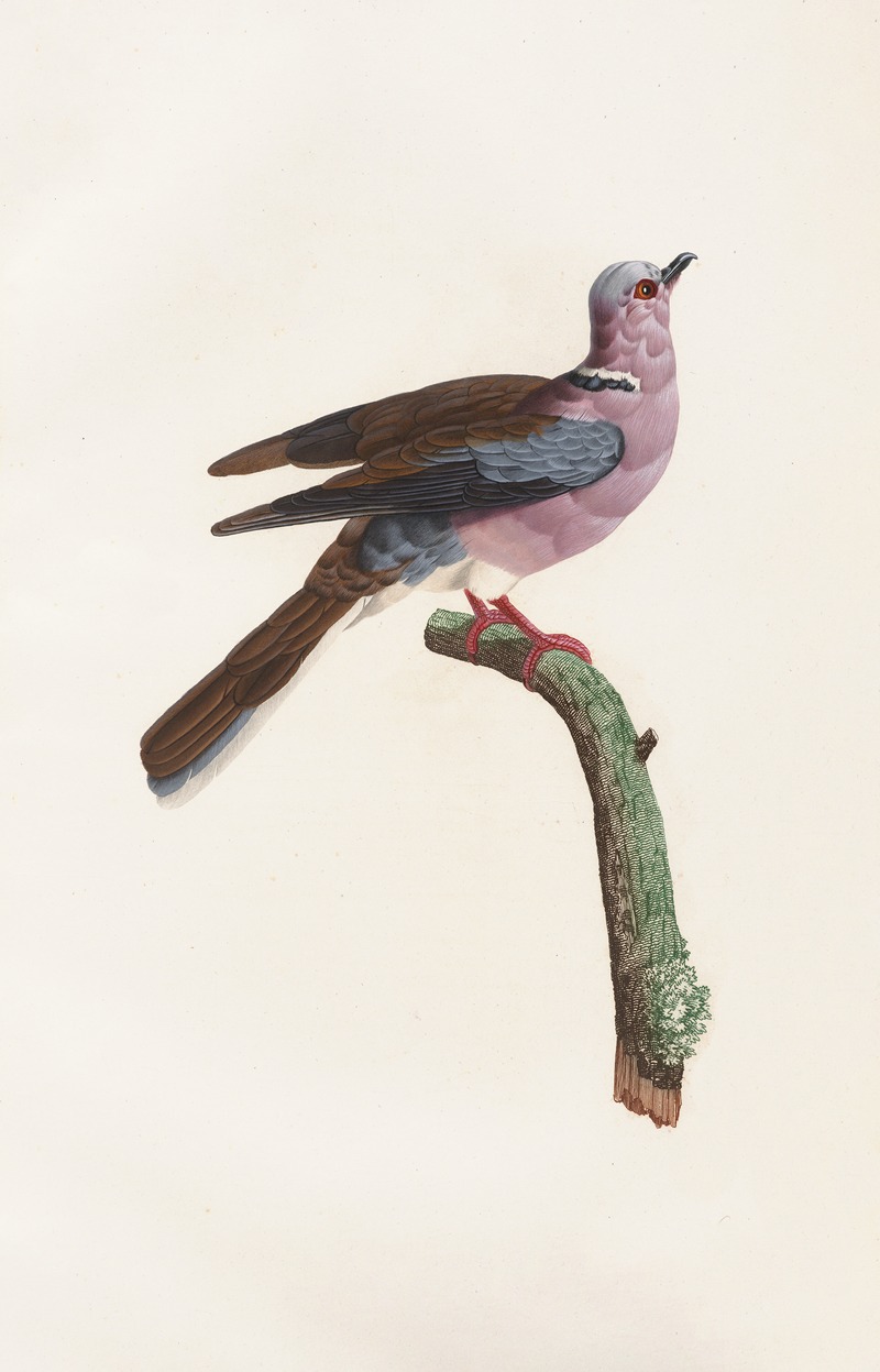 Les pigeons Pl.52 by Coenraad Jacob Temminck, 1808 — digital art print download