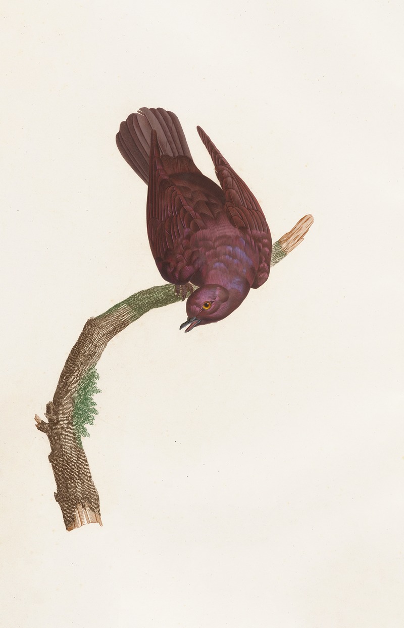 Les pigeons Pl.53 by Coenraad Jacob Temminck, 1808 — digital art print download