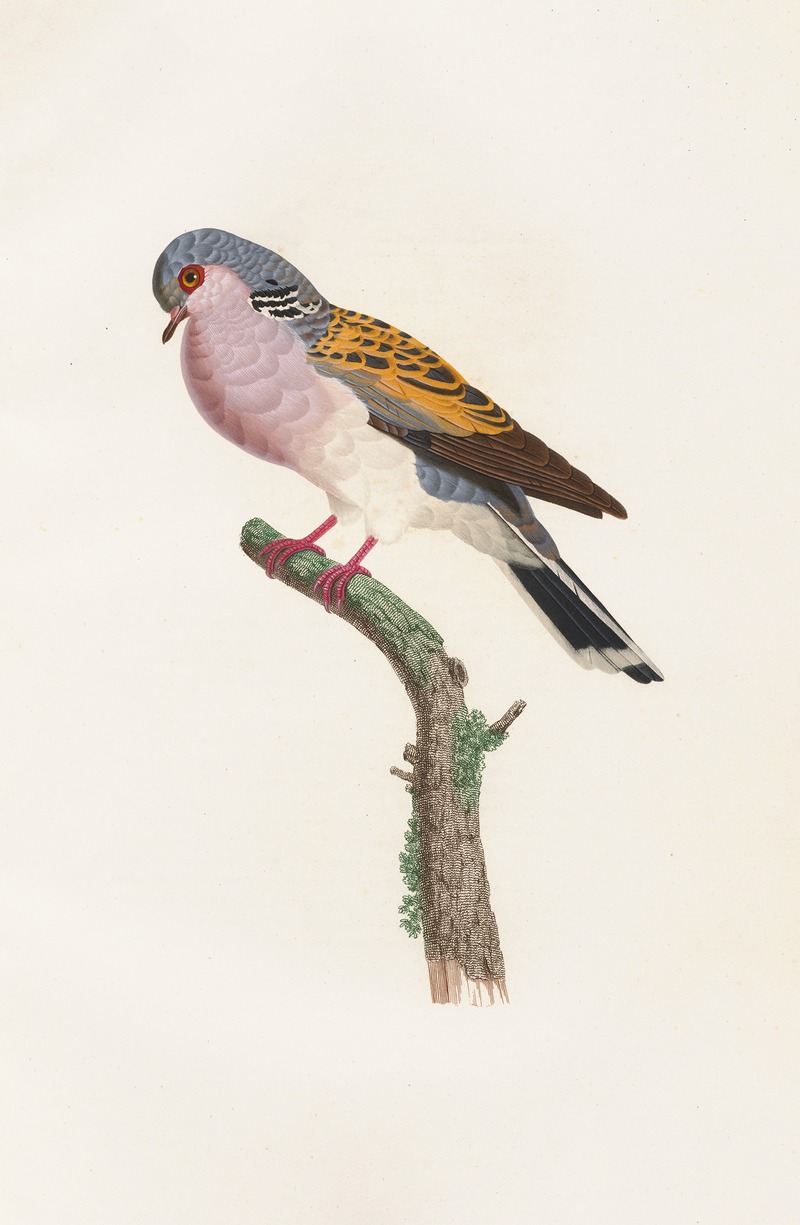 Les pigeons Pl.54 by Coenraad Jacob Temminck, 1808 — digital art print download