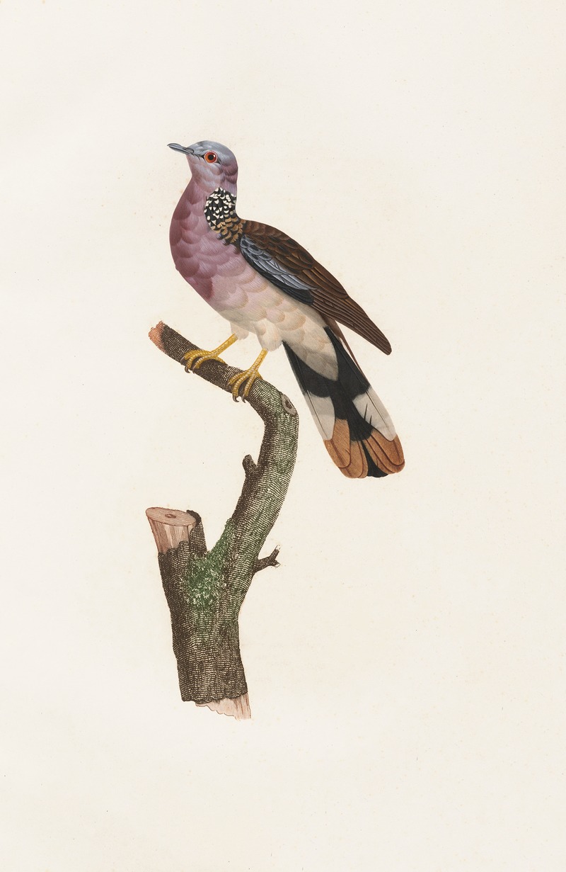 Les pigeons Pl.55 by Coenraad Jacob Temminck, 1808 — digital art print download