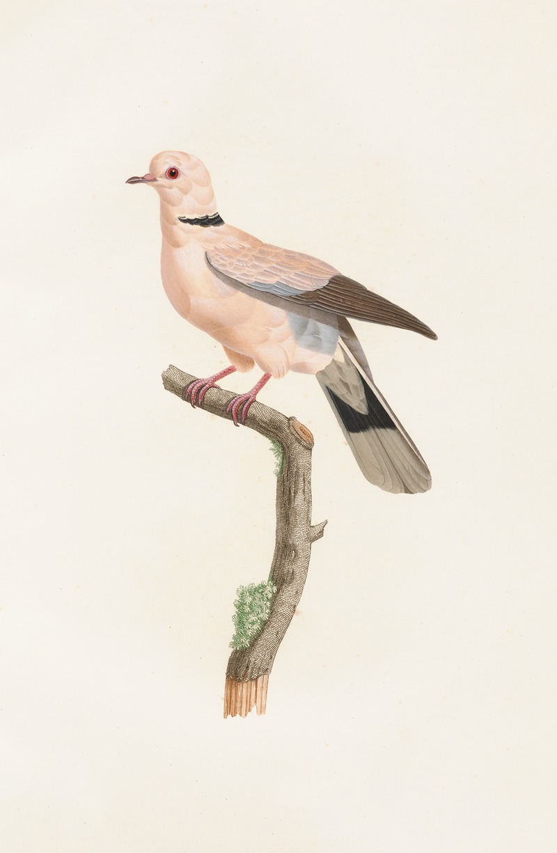 Les pigeons Pl.56 by Coenraad Jacob Temminck, 1808 — digital art print download