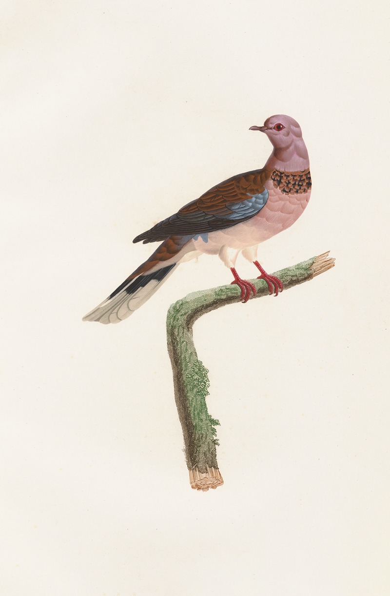 Les pigeons Pl.57 by Coenraad Jacob Temminck, 1808 — digital art print download