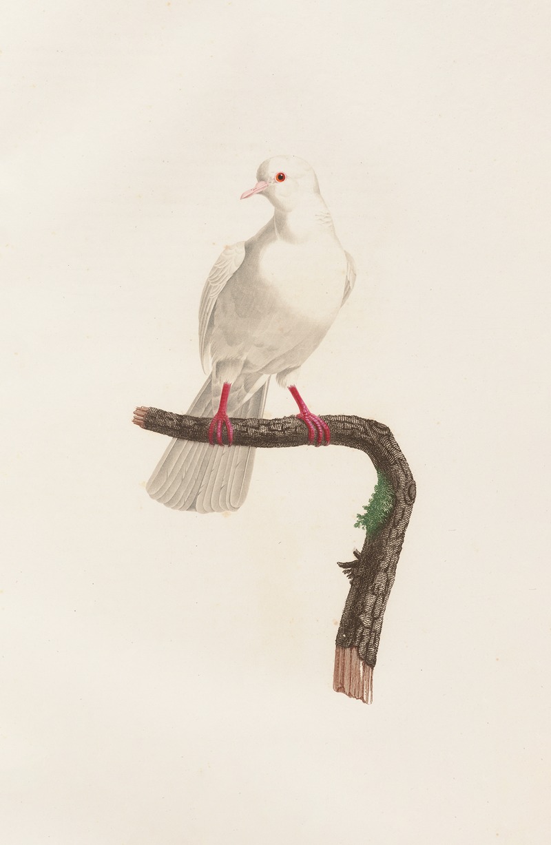 Les pigeons Pl.58 by Coenraad Jacob Temminck, 1808 — digital art print download