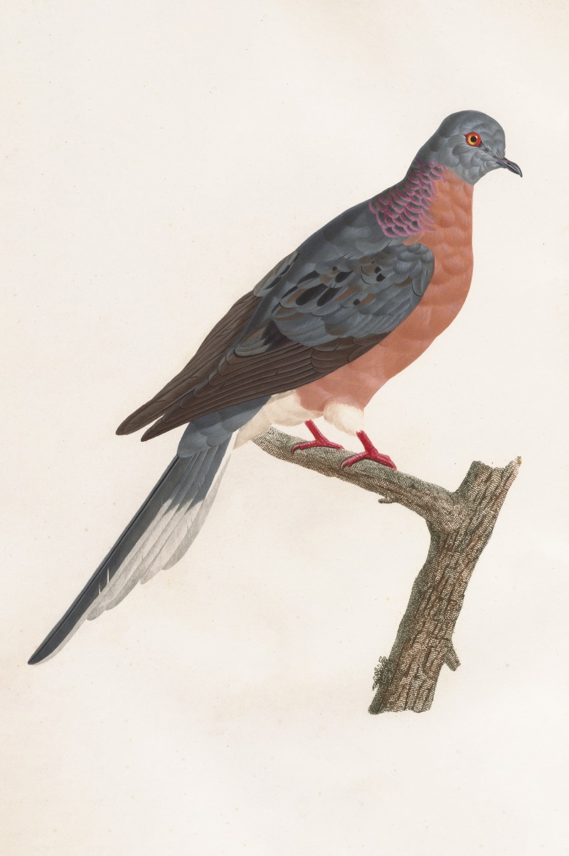 Les pigeons Pl.60 by Coenraad Jacob Temminck, 1808 — digital art print download