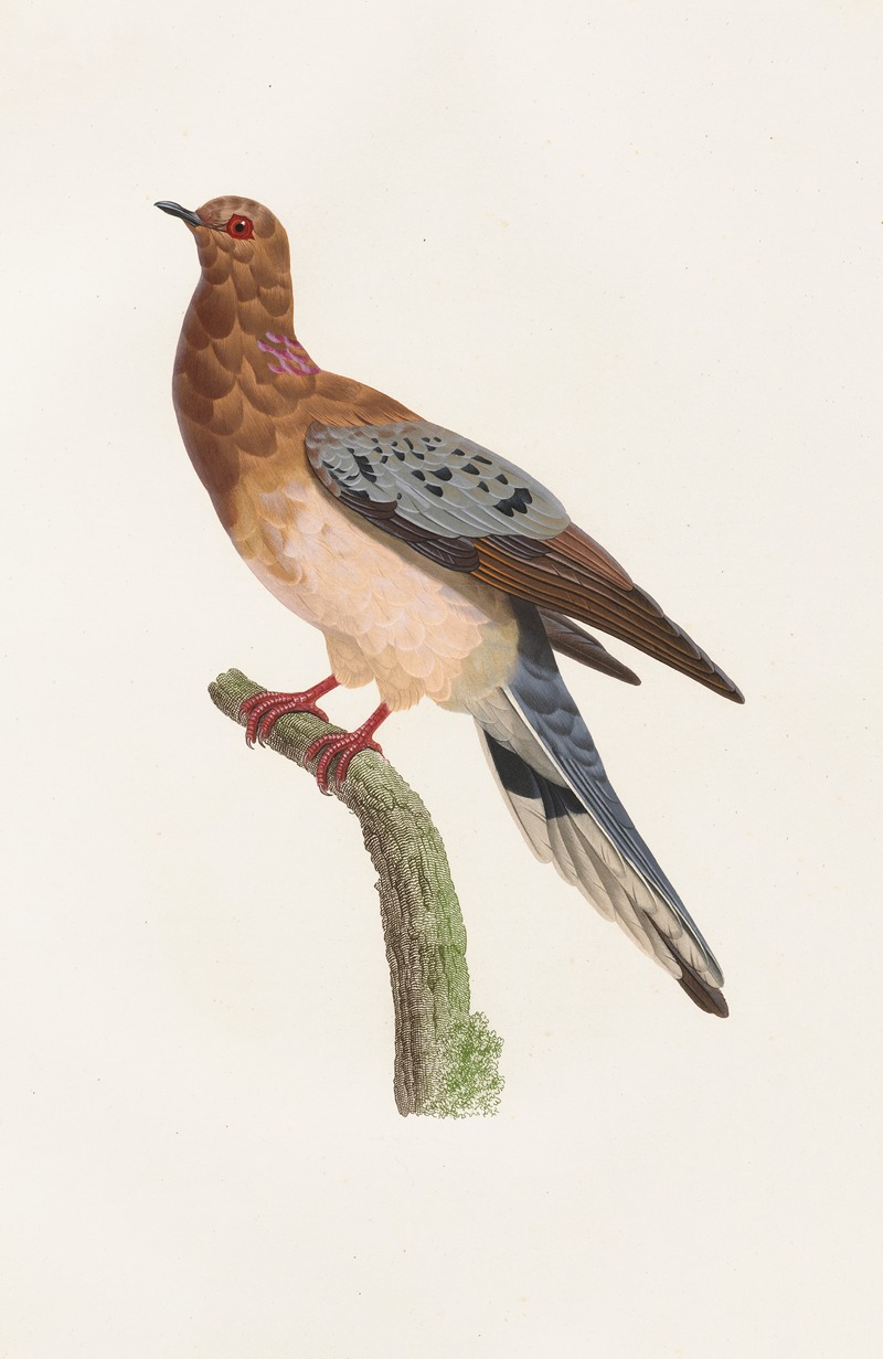 Les pigeons Pl.61 by Coenraad Jacob Temminck, 1808 — digital art print download