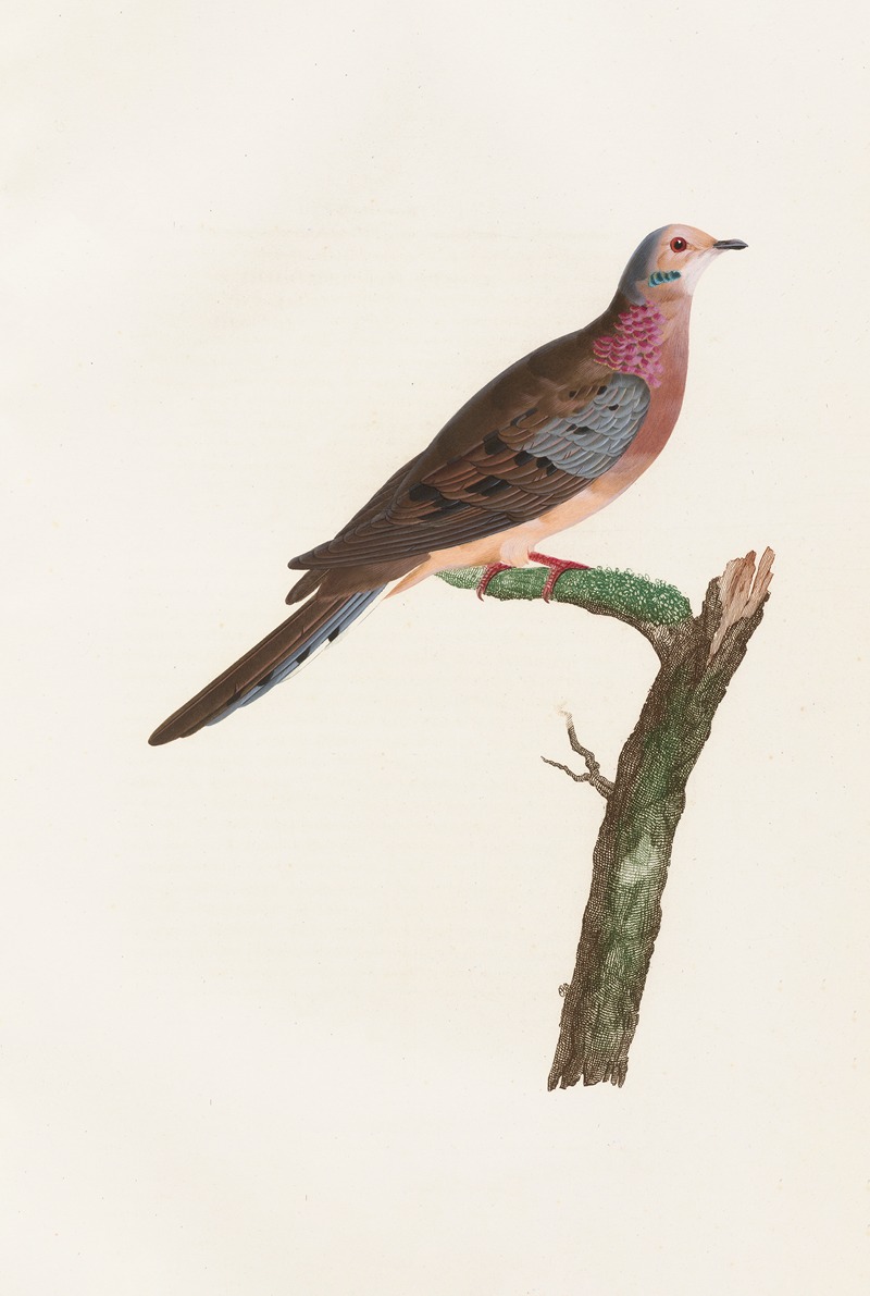 Les pigeons Pl.62 by Coenraad Jacob Temminck, 1808 — digital art print download