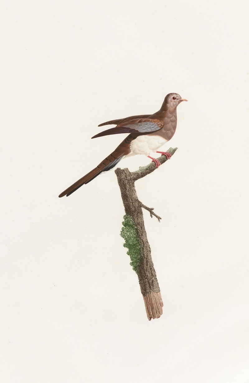 Les pigeons Pl.65 by Coenraad Jacob Temminck, 1808 — digital art print download