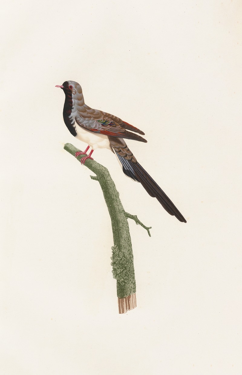 Les pigeons Pl.66 by Coenraad Jacob Temminck, 1808 — digital art print download