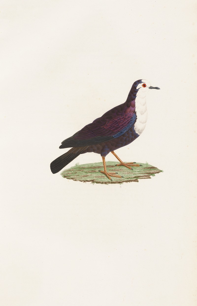 Les pigeons Pl.67 by Coenraad Jacob Temminck, 1808 — digital art print download