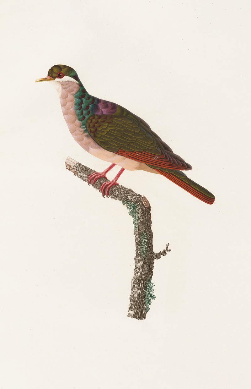 Les pigeons Pl.68 by Coenraad Jacob Temminck, 1808 — digital art print download