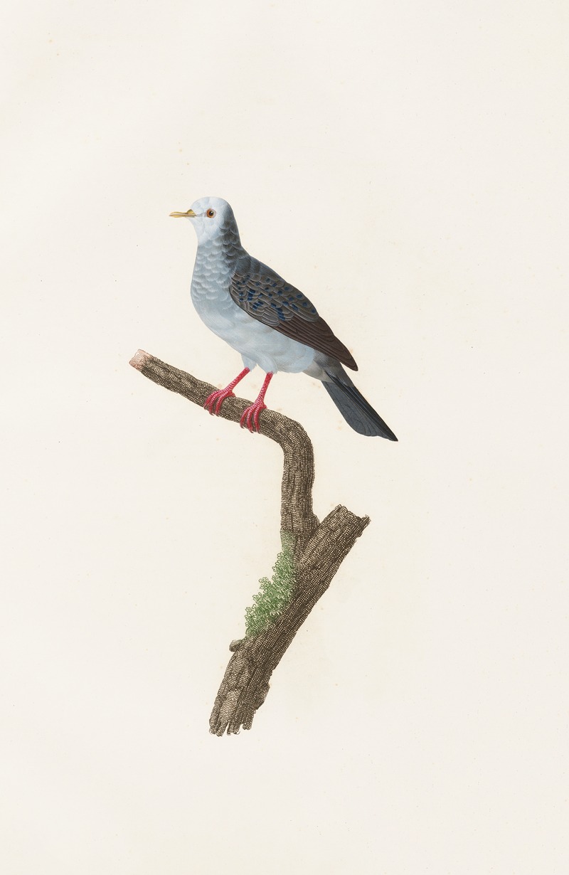 Les pigeons Pl.70 by Coenraad Jacob Temminck, 1808 — digital art print download