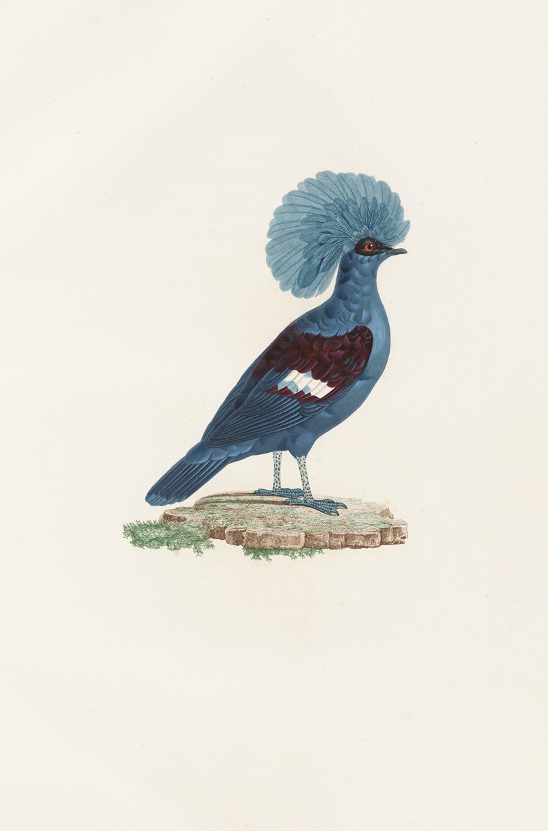 Les pigeons Pl.72 by Coenraad Jacob Temminck, 1808 — digital art print download