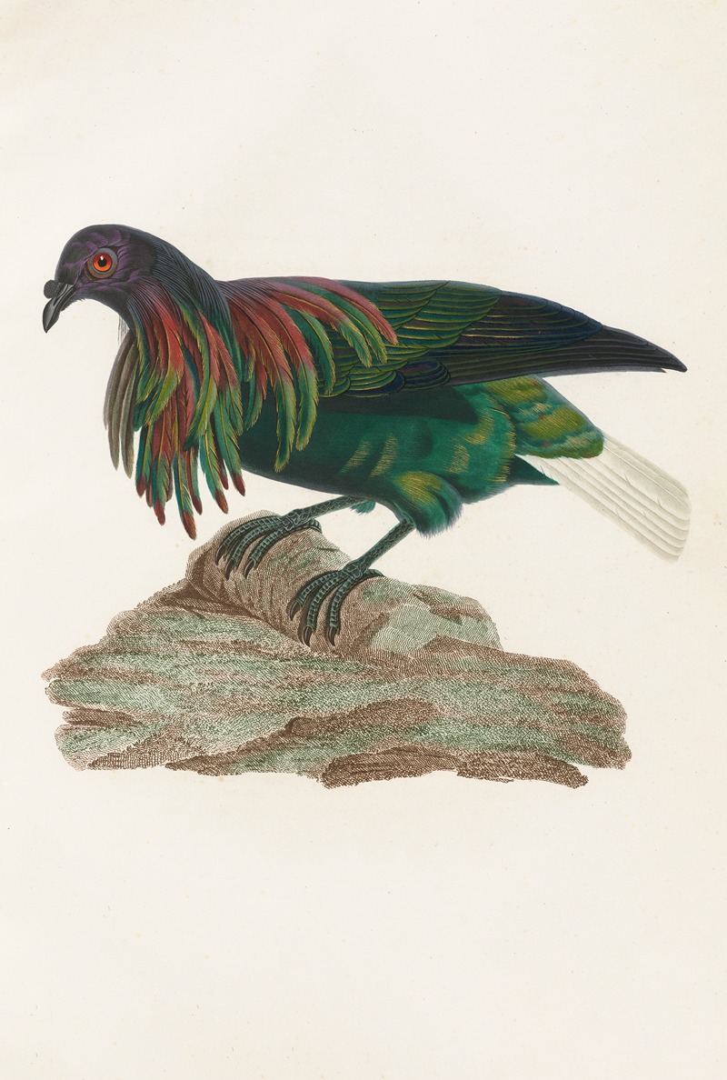 Les pigeons Pl.73 by Coenraad Jacob Temminck, 1808 — digital art print download