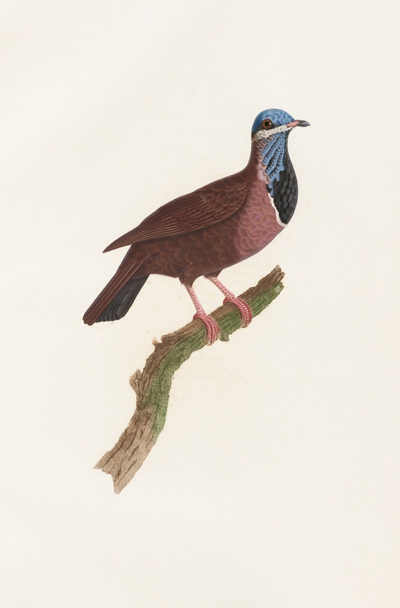 Les pigeons Pl.74 by Coenraad Jacob Temminck, 1808 — digital art print download
