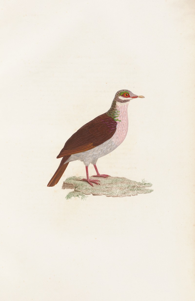 Les pigeons Pl.75 by Coenraad Jacob Temminck, 1808 — digital art print download