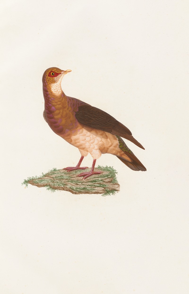 Les pigeons Pl.77 by Coenraad Jacob Temminck, 1808 — digital art print download