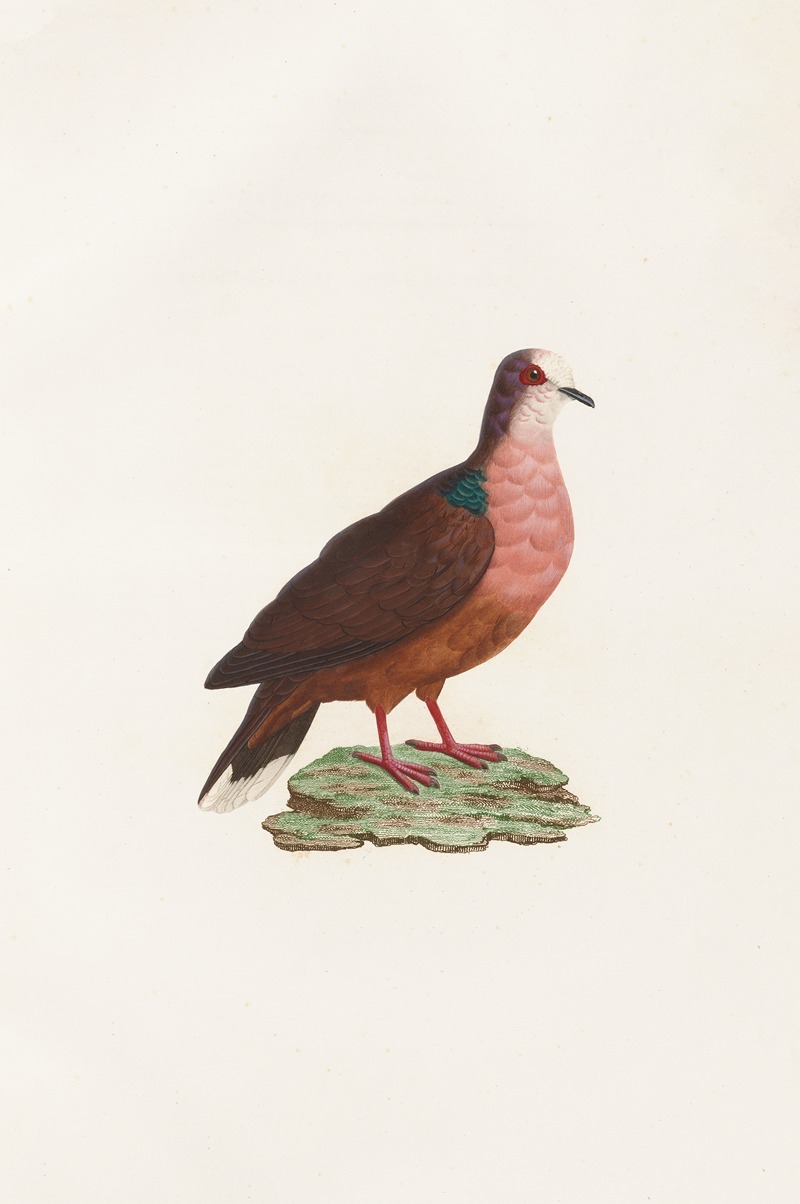 Les pigeons Pl.78 by Coenraad Jacob Temminck, 1808 — digital art print download