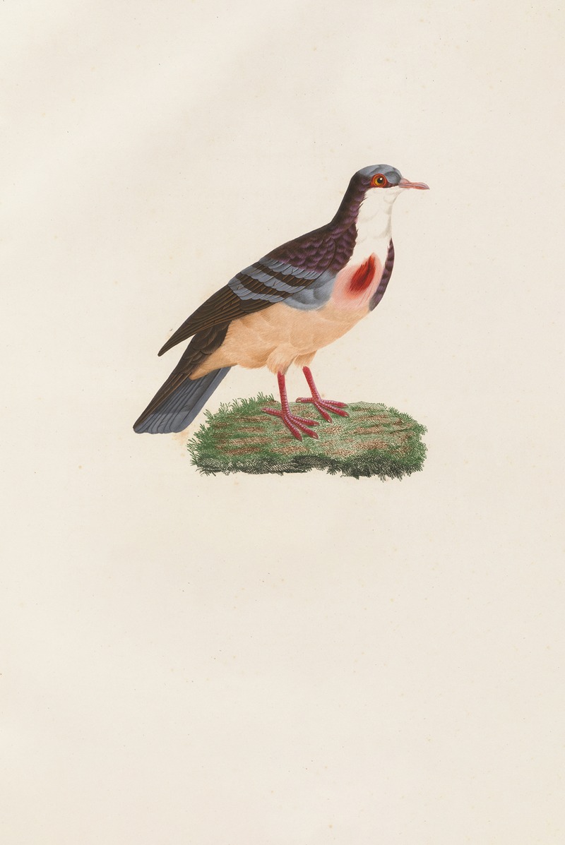 Les pigeons Pl.79 by Coenraad Jacob Temminck, 1808 — digital art print download