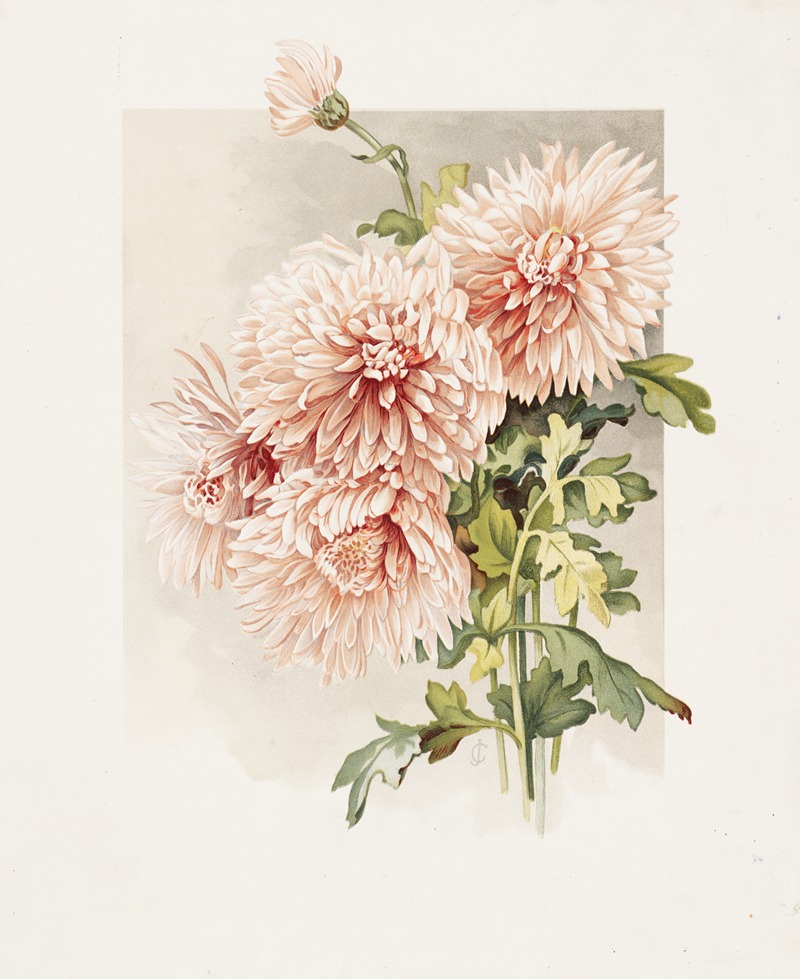 Chrysanthemums by James Callowhill, 1861–1897 — digital art print download