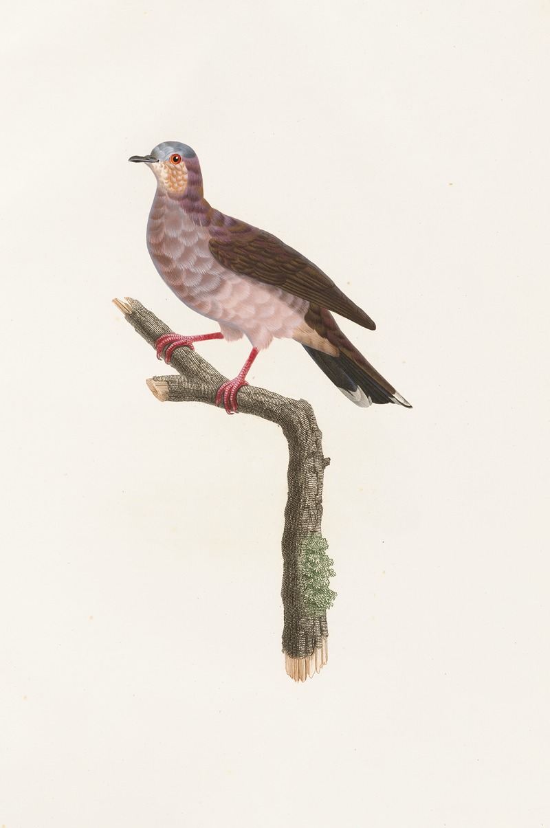 Les pigeons Pl.81 by Coenraad Jacob Temminck, 1808 — digital art print download
