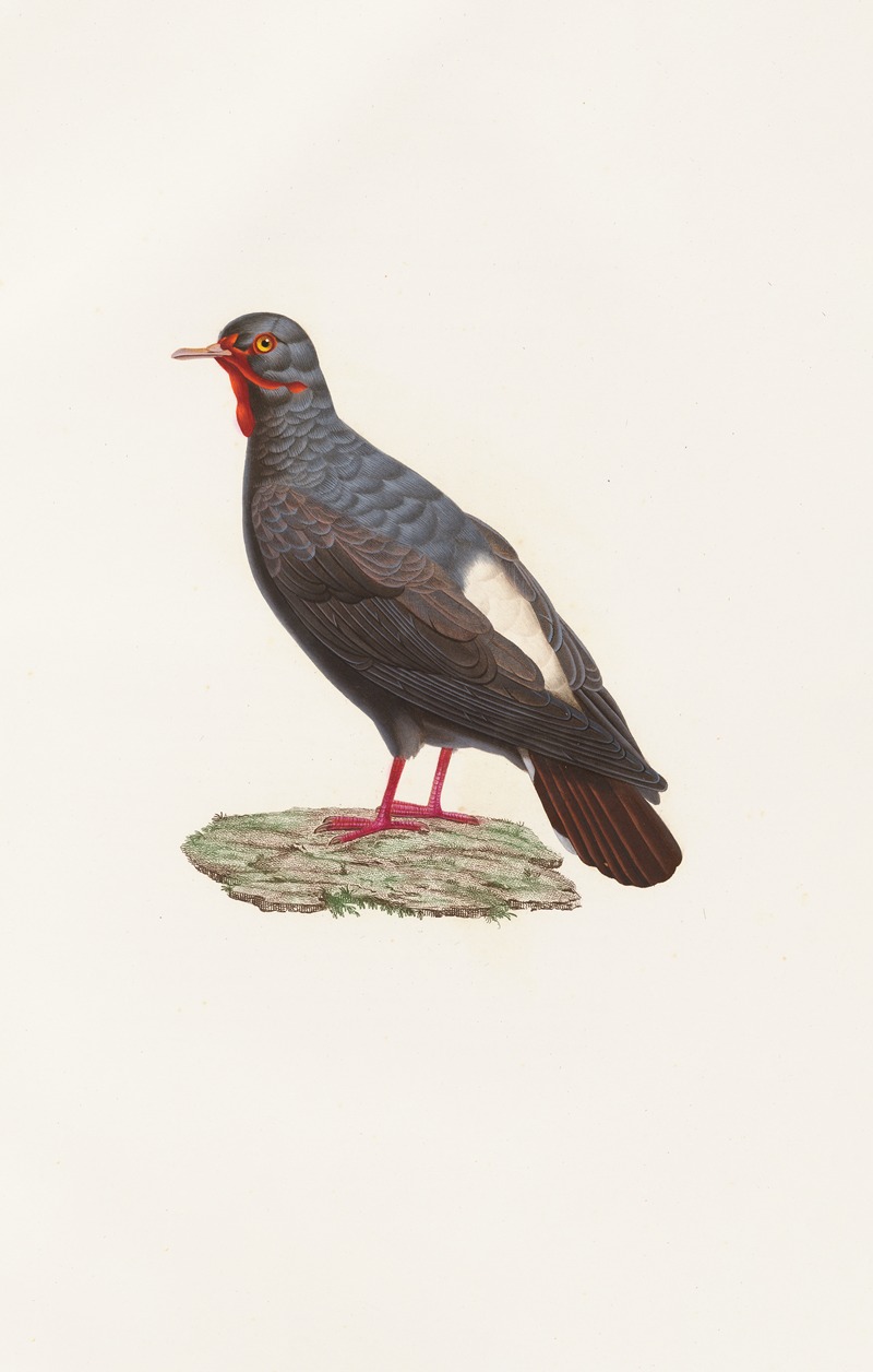 Les pigeons Pl.82 by Coenraad Jacob Temminck, 1808 — digital art print download