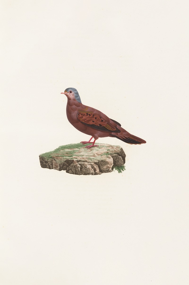 Les pigeons Pl.83 by Coenraad Jacob Temminck, 1808 — digital art print download