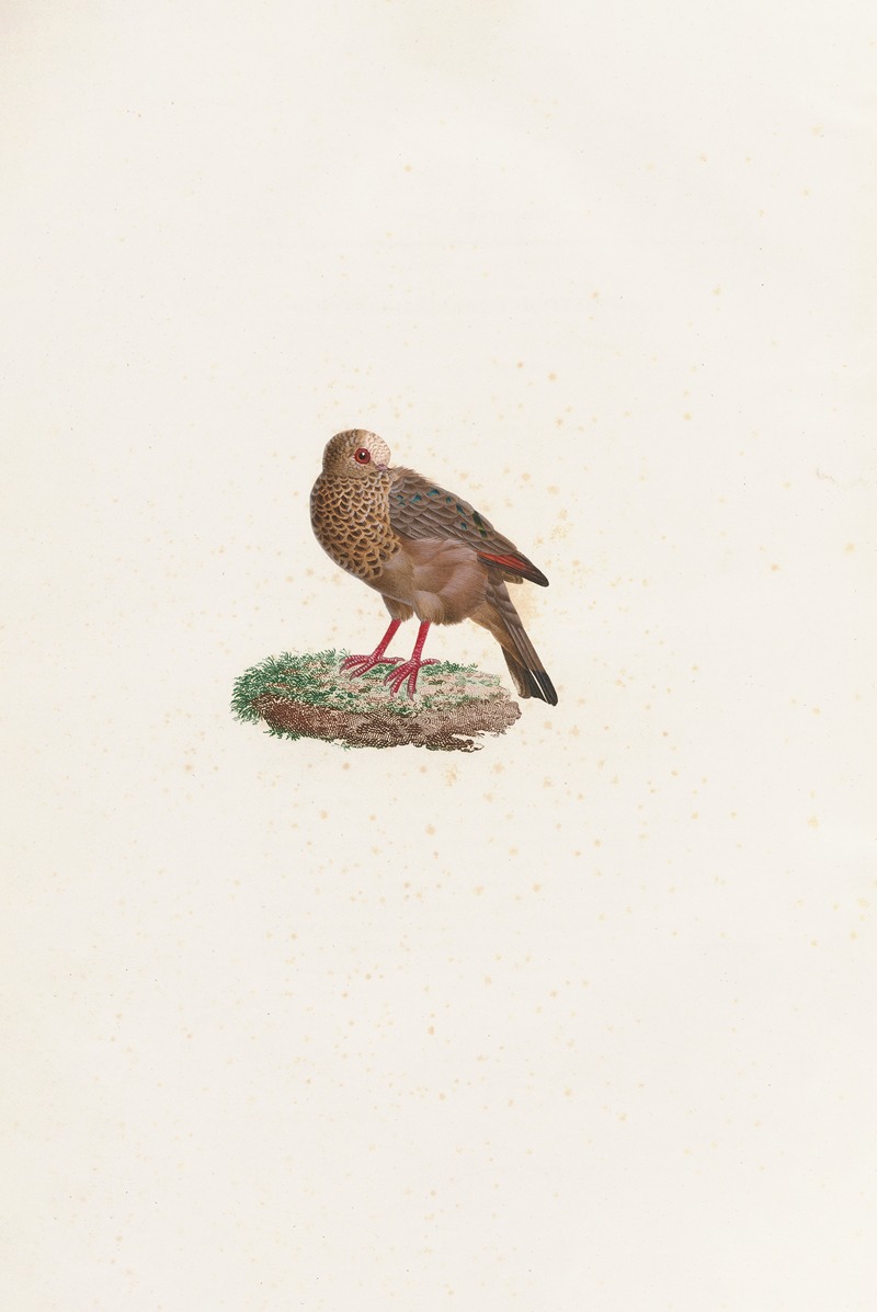 Les pigeons Pl.84 by Coenraad Jacob Temminck, 1808 — digital art print download