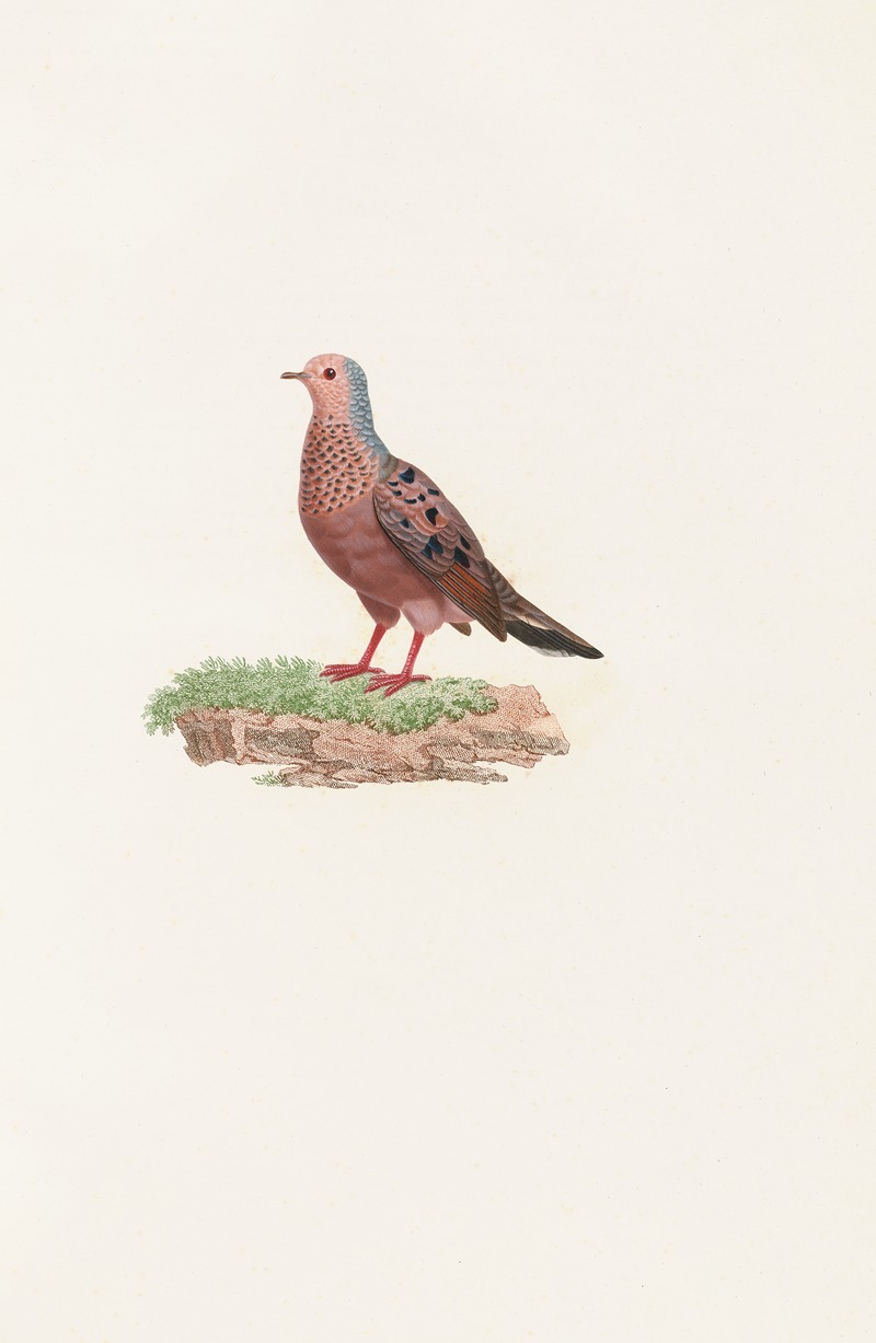 Les pigeons Pl.85 by Coenraad Jacob Temminck, 1808 — digital art print download